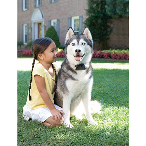 PetSafe   Système de Clôture Anti Fugue avec Collier et Fil pour Grand Chien ou Chien Têtu de Plus de 4 kg   Tous Types de terrains (Jardin, enclos..)   Imperméable   Facile à Installer